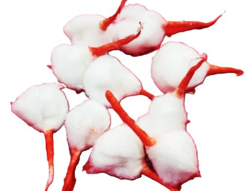 Cotton Wick Kesar Round