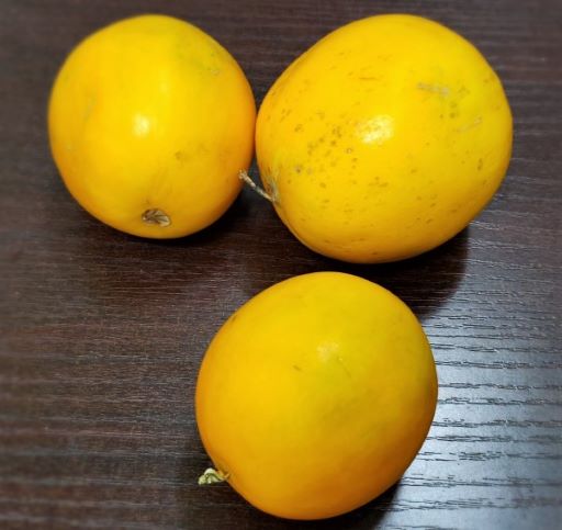 Dosakai/Yellow Cucumber