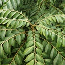 Curry Leaves